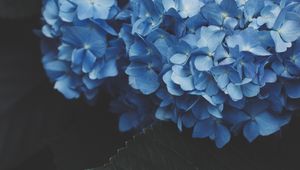 Preview wallpaper hydrangea, inflorescence, flowering, blue