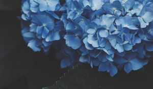 Preview wallpaper hydrangea, inflorescence, flowering, blue