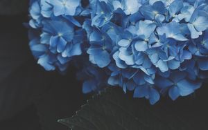 Preview wallpaper hydrangea, inflorescence, flowering, blue