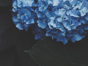 Preview wallpaper hydrangea, inflorescence, flowering, blue