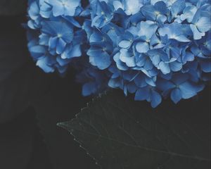 Preview wallpaper hydrangea, inflorescence, flowering, blue