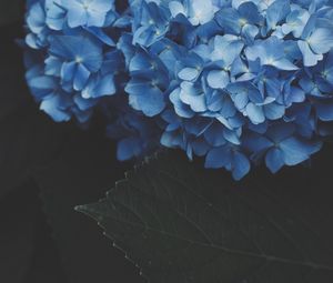 Preview wallpaper hydrangea, inflorescence, flowering, blue