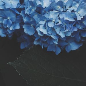 Preview wallpaper hydrangea, inflorescence, flowering, blue