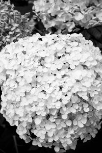Preview wallpaper hydrangea, inflorescence, flowers, petals, white