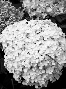 Preview wallpaper hydrangea, inflorescence, flowers, petals, white