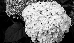 Preview wallpaper hydrangea, inflorescence, flowers, petals, white