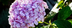 Preview wallpaper hydrangea, inflorescence, flowers, petals, leaves