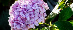 Preview wallpaper hydrangea, inflorescence, flowers, petals, leaves