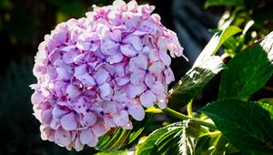 Preview wallpaper hydrangea, inflorescence, flowers, petals, leaves