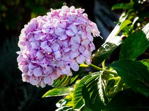 Preview wallpaper hydrangea, inflorescence, flowers, petals, leaves