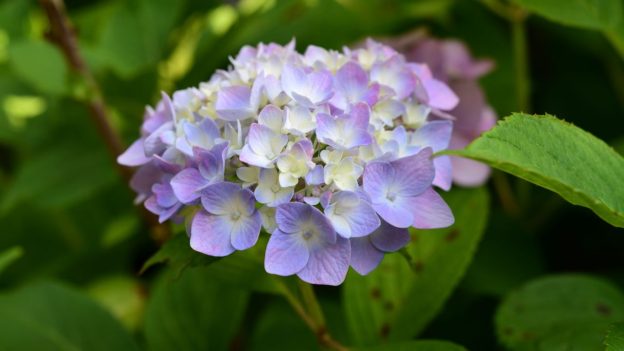 Wallpaper hydrangea, inflorescence, flowers, purple, petals