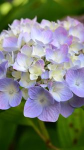 Preview wallpaper hydrangea, inflorescence, flowers, purple, petals