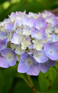 Preview wallpaper hydrangea, inflorescence, flowers, purple, petals