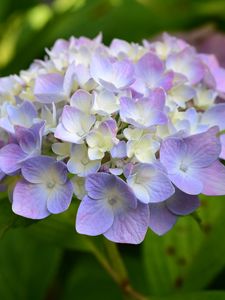 Preview wallpaper hydrangea, inflorescence, flowers, purple, petals