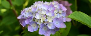 Preview wallpaper hydrangea, inflorescence, flowers, purple, petals