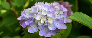 Preview wallpaper hydrangea, inflorescence, flowers, purple, petals