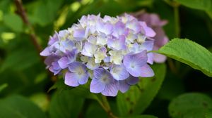 Preview wallpaper hydrangea, inflorescence, flowers, purple, petals