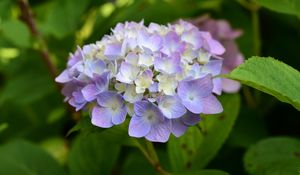 Preview wallpaper hydrangea, inflorescence, flowers, purple, petals