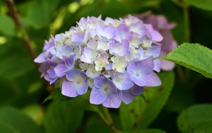 Preview wallpaper hydrangea, inflorescence, flowers, purple, petals