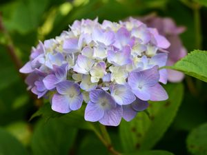 Preview wallpaper hydrangea, inflorescence, flowers, purple, petals