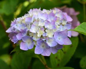 Preview wallpaper hydrangea, inflorescence, flowers, purple, petals