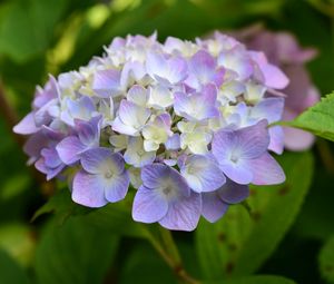 Preview wallpaper hydrangea, inflorescence, flowers, purple, petals