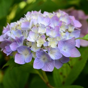 Preview wallpaper hydrangea, inflorescence, flowers, purple, petals