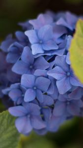 Preview wallpaper hydrangea, inflorescence, flowers, petals, purple