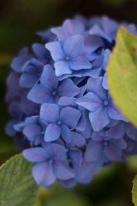 Preview wallpaper hydrangea, inflorescence, flowers, petals, purple