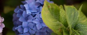 Preview wallpaper hydrangea, inflorescence, flowers, petals, purple