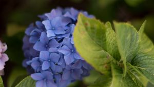 Preview wallpaper hydrangea, inflorescence, flowers, petals, purple