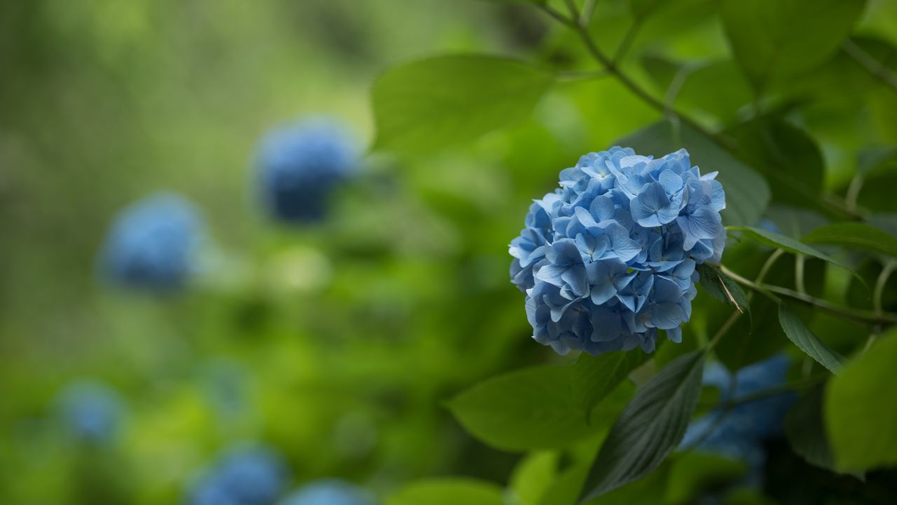 Wallpaper hydrangea, inflorescence, flowers, petals, purple, blur