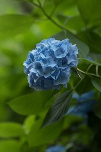 Preview wallpaper hydrangea, inflorescence, flowers, petals, purple, blur