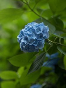 Preview wallpaper hydrangea, inflorescence, flowers, petals, purple, blur