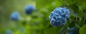 Preview wallpaper hydrangea, inflorescence, flowers, petals, purple, blur