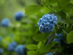 Preview wallpaper hydrangea, inflorescence, flowers, petals, purple, blur