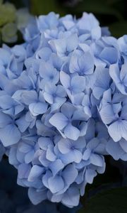 Preview wallpaper hydrangea, inflorescence, flowers, petals, blue