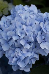 Preview wallpaper hydrangea, inflorescence, flowers, petals, blue