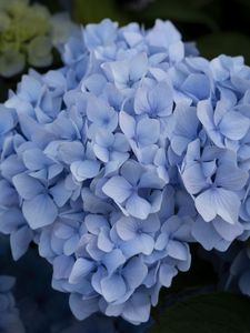 Preview wallpaper hydrangea, inflorescence, flowers, petals, blue