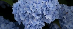 Preview wallpaper hydrangea, inflorescence, flowers, petals, blue