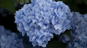 Preview wallpaper hydrangea, inflorescence, flowers, petals, blue