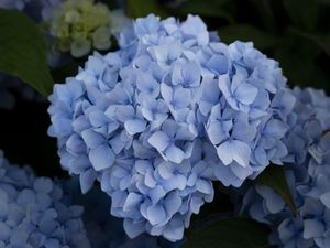 Preview wallpaper hydrangea, inflorescence, flowers, petals, blue