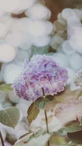 Preview wallpaper hydrangea, inflorescence, glare, blur