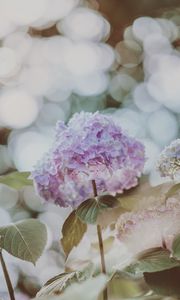 Preview wallpaper hydrangea, inflorescence, glare, blur