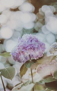 Preview wallpaper hydrangea, inflorescence, glare, blur