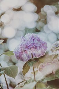 Preview wallpaper hydrangea, inflorescence, glare, blur