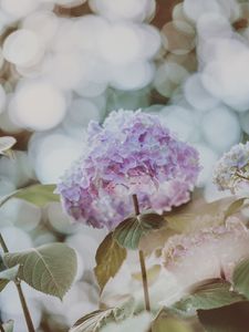 Preview wallpaper hydrangea, inflorescence, glare, blur