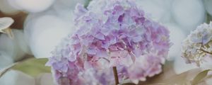 Preview wallpaper hydrangea, inflorescence, glare, blur