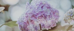 Preview wallpaper hydrangea, inflorescence, glare, blur