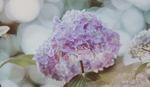 Preview wallpaper hydrangea, inflorescence, glare, blur